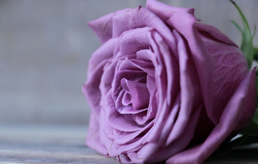 rose 2548784 1280