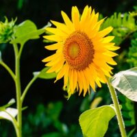 sunflower 290496 640
