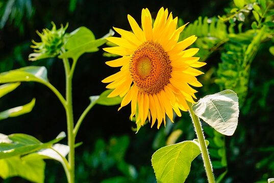 sunflower 290496 640