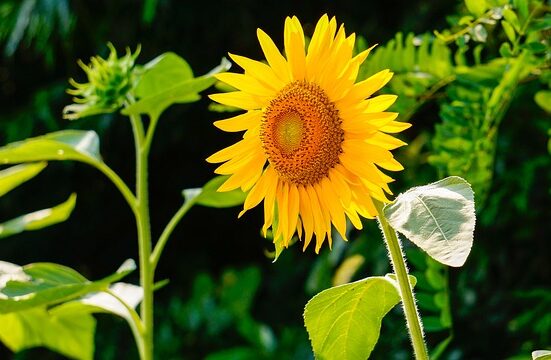 sunflower 290496 640