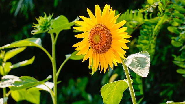 sunflower 290496 640