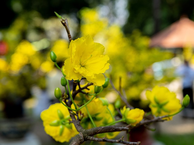 khám phá về Hoa Mai 