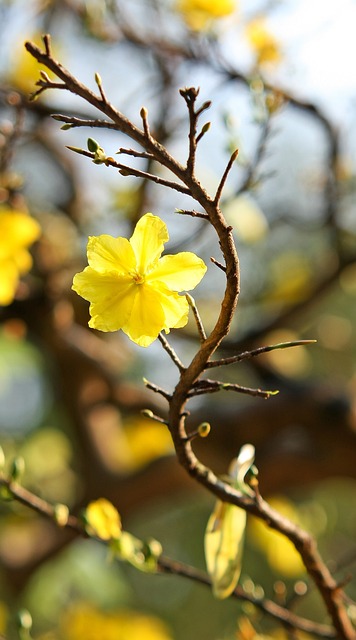 Tìm hiểu hay về Hoa Mai