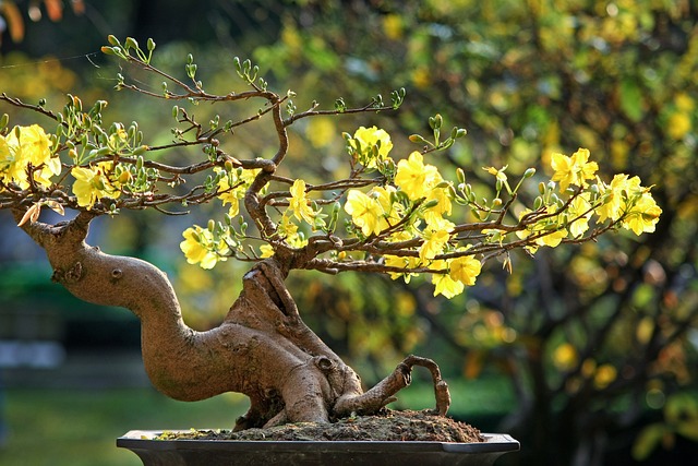 Ý Nghĩa Hoa Mai Trong Cuộc Sống