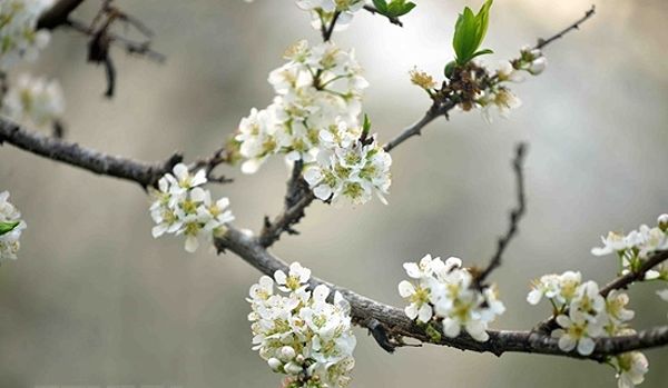 Ý Nghĩa Hoa Mận Trong Văn Hóa Tây Bắc 5 Cách trồng và chăm sóc cây hoa mận
