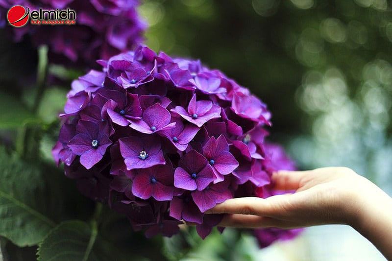 Cẩm tú cầu nở hoa đẹp nhất từ tháng 5 đến tháng 7