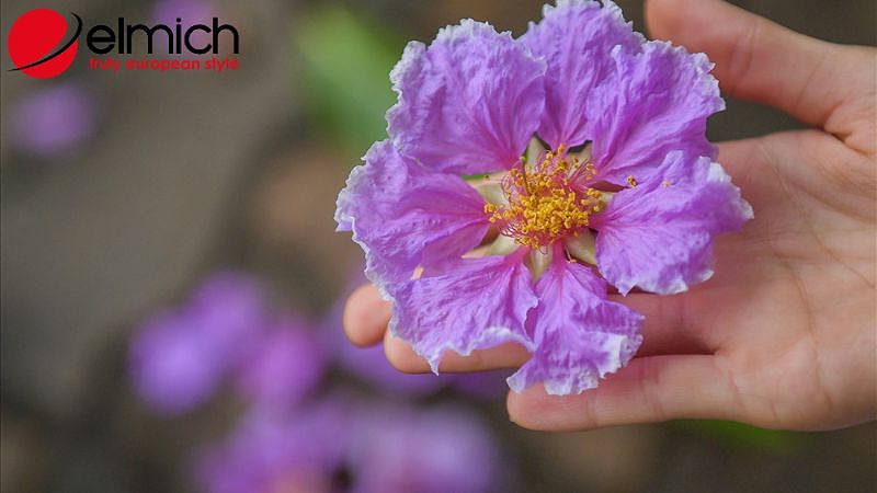 Đặc điểm của cây bằng lăng