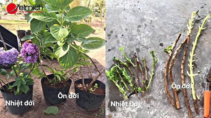 Đặc điểm của cây cẩm tú cầu ôn đới khác với nhiệt đới