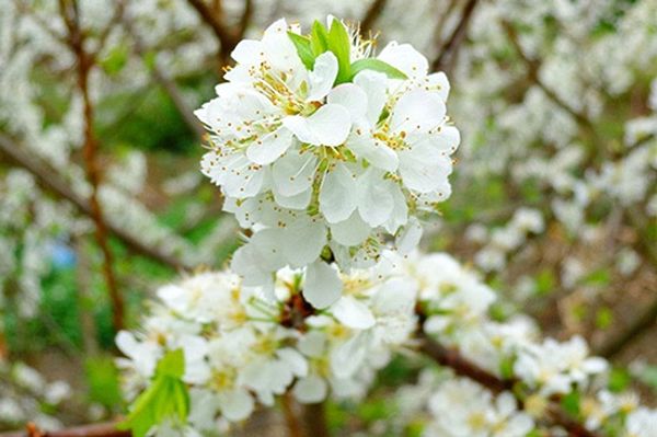 Ý Nghĩa Hoa Mận Trong Văn Hóa Tây Bắc 3 Đặc điểm của hoa mận