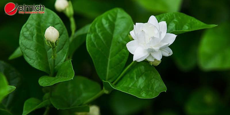 Đặc điểm của hoa nhài