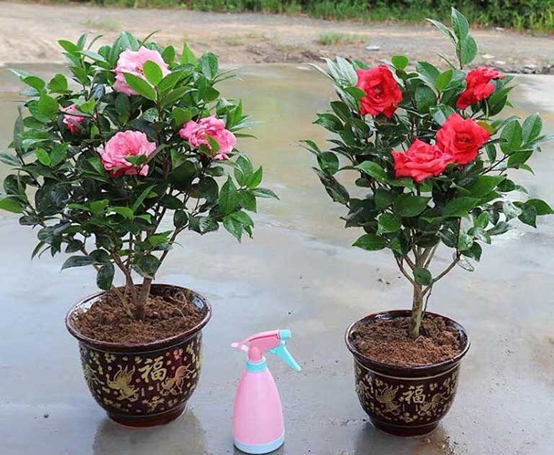 Đặc điểm hoa trà