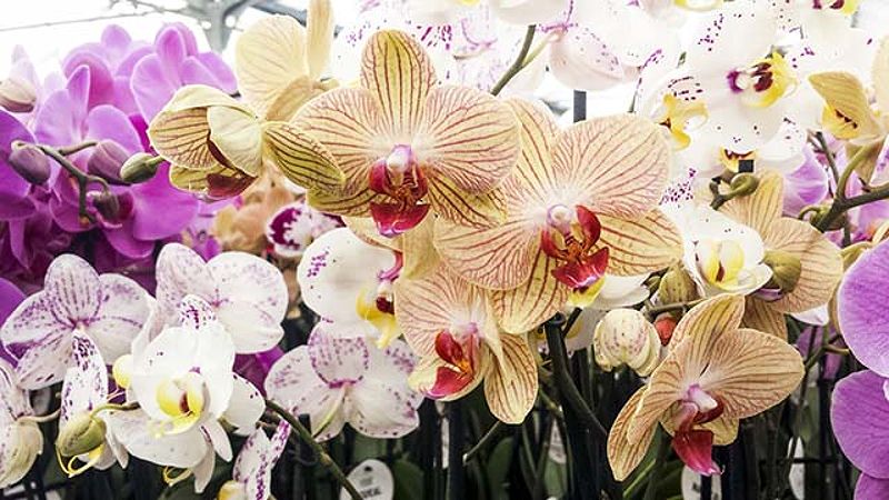 Rạng Rỡ Hương Sắc Cùng Hoa Tươi Giá Rẻ 3 Hình ảnh hoa lan đẹp nhất