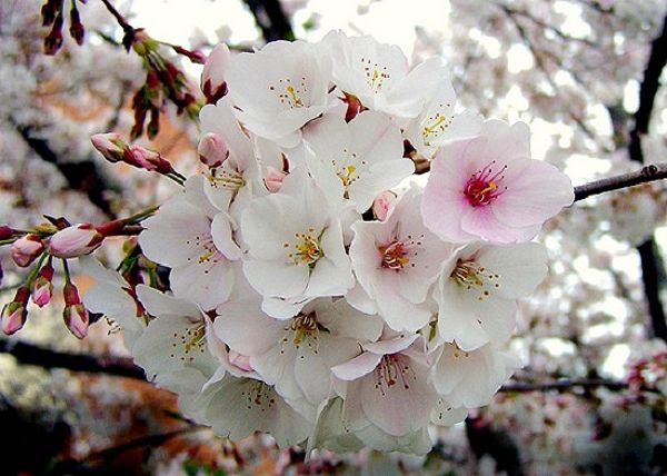 Hoa anh đào có hình dáng tròn và đầy đặn