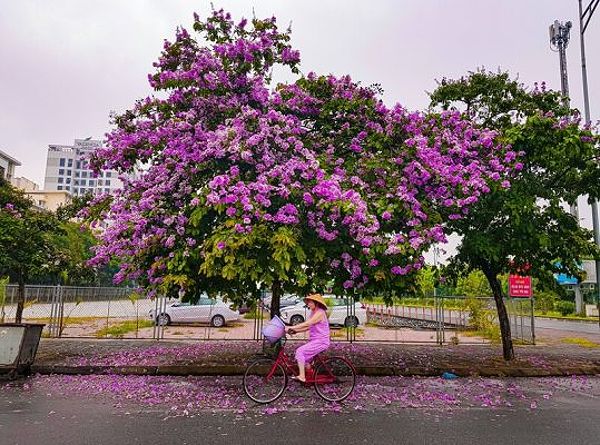 Hoa bằng lăng là biểu tượng của tình yêu dang dở