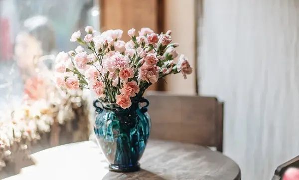 Hoa cẩm chướng hồng