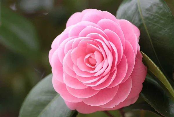 Hoa hải đường màu đỏ hoặc hồng