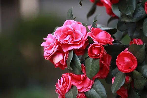 Hoa hải đường màu trắng
