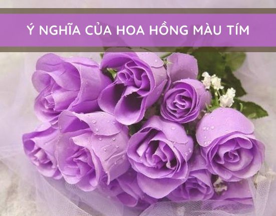hoa hong tim co y nghia gi va nhung an y thu vi 109 4437