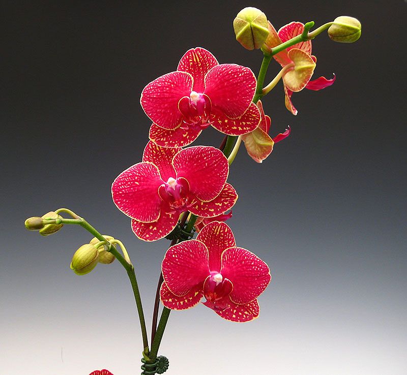 Hoa lan hồ điệp màu đỏ