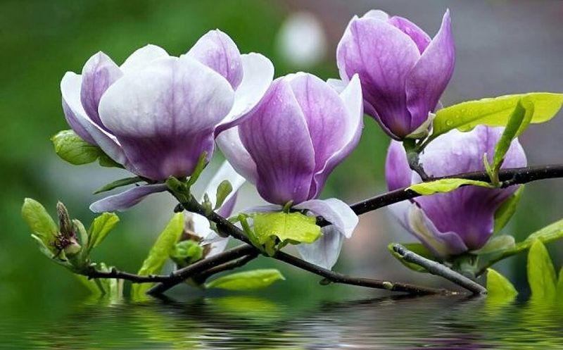 Ý Nghĩa Hoa Mộc Lan: Biểu Tượng Của Sự Thanh Lịch Và Quyến Rũ 6 Hoa mộc lan vàng