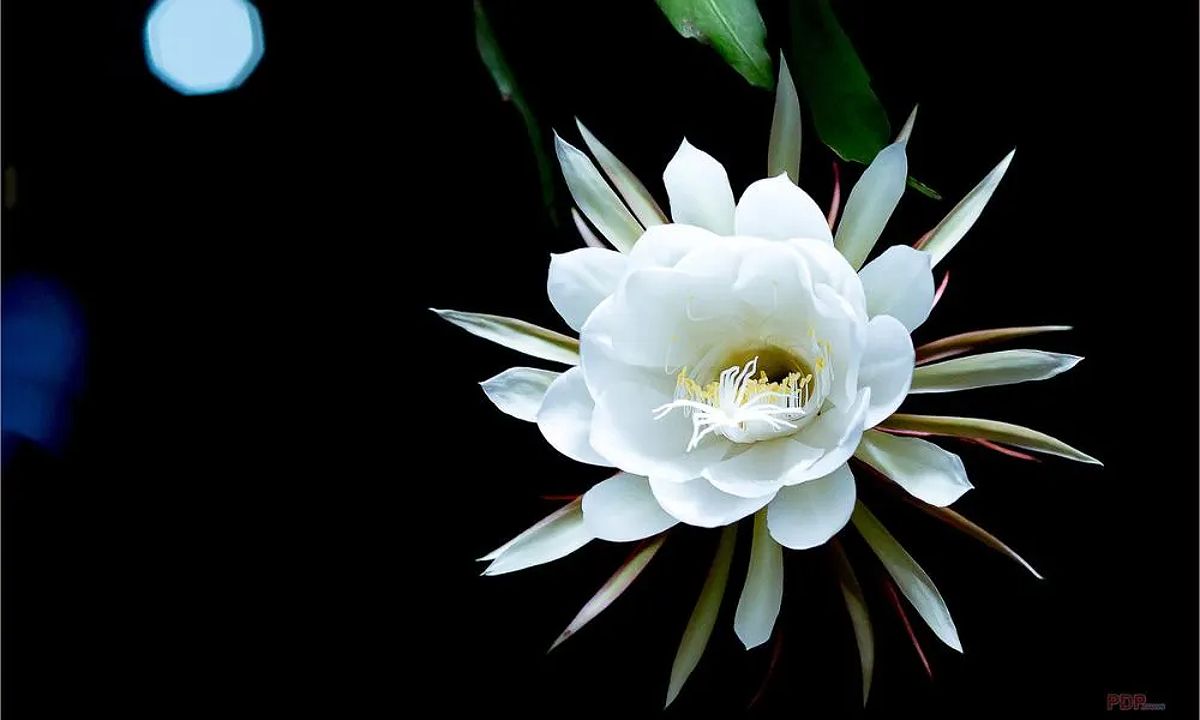 Hoa quỳnh có tên gọi khoa học là Epiphyllum grandilobum