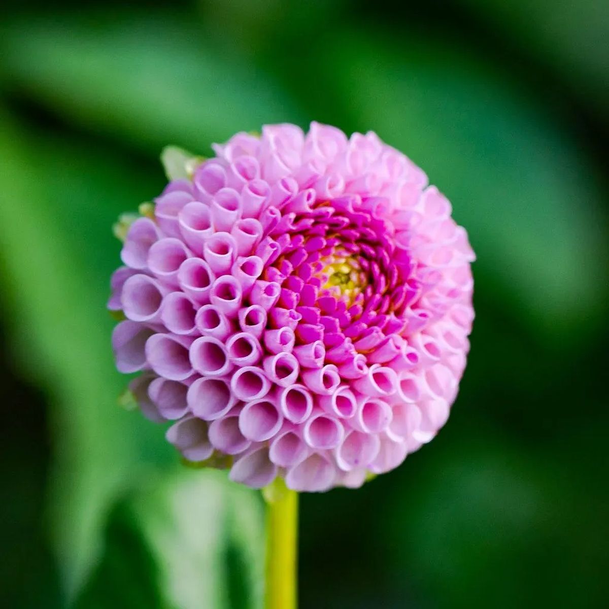 Ý Nghĩa Hoa Thược Dược Qua Góc Nhìn Của Bông Sen 2 Hoa thược dược hay tên tiếng anh là Dahlia, có nguồn gốc từ các vùng núi Trung Mỹ và Mexico