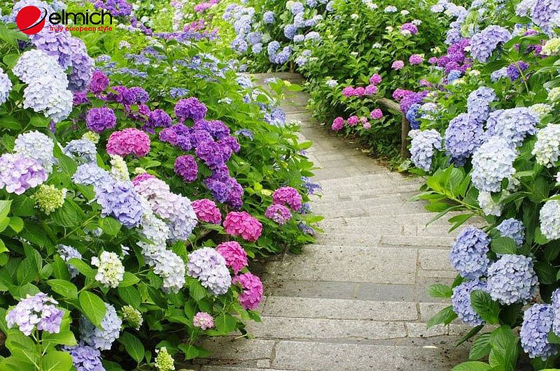 Hoa tú cầu có màu sắc đa dạng và mỗi màu lại có ý nghĩa khác nhau