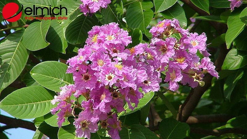 Nguồn gốc của hoa bằng lăng