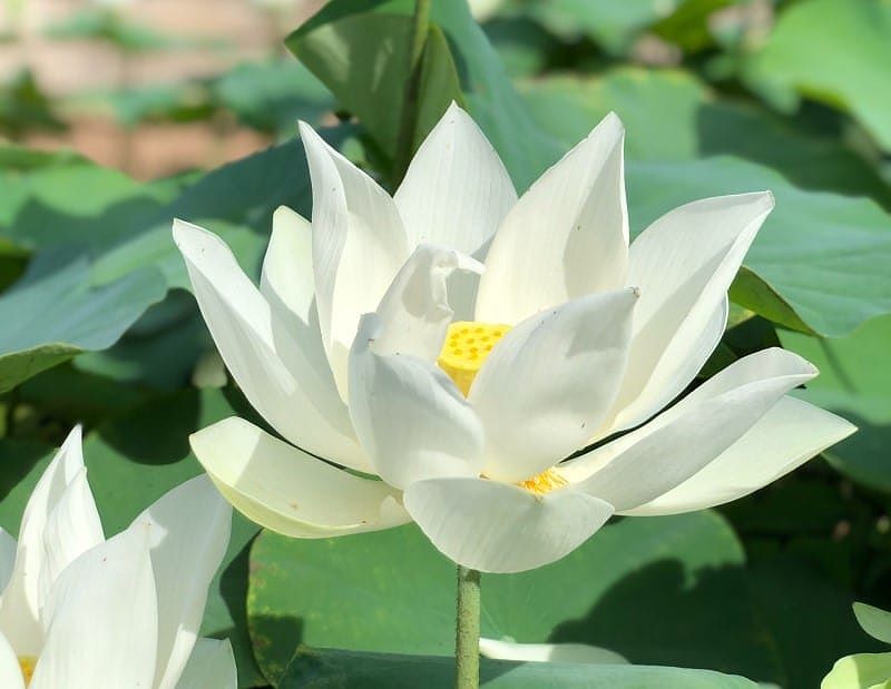 Ý Nghĩa Hoa Sen Trắng - Biểu Tượng Thanh Cao Của Văn Hóa Việt Nam 4 Niềm may mắn và hạnh phúc