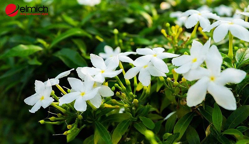 Phân loại cây hoa lài hiện nay