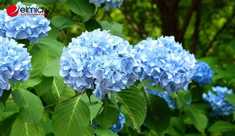 Trong phong thủy, nhiều người tin rằng hoa tú cầu mang đến phú quý, may mắn, thịnh vượng