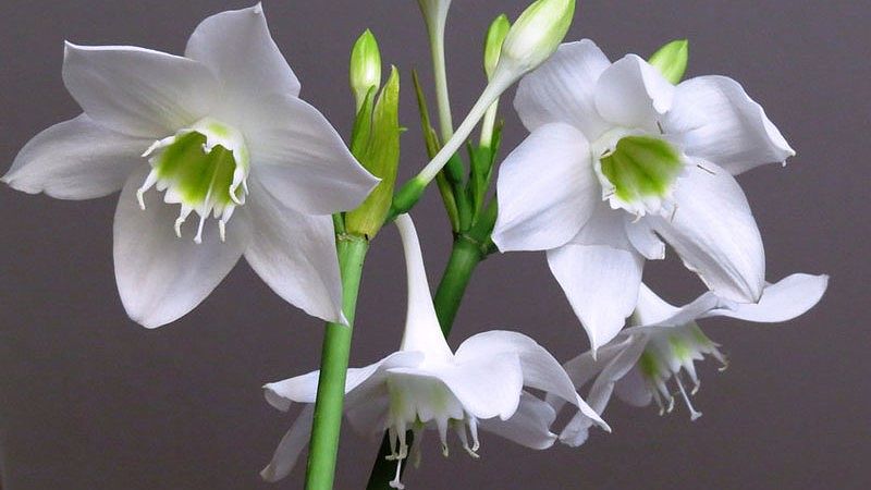 Vẻ đẹp của loài hoa xuất xứ từ châu Mỹ