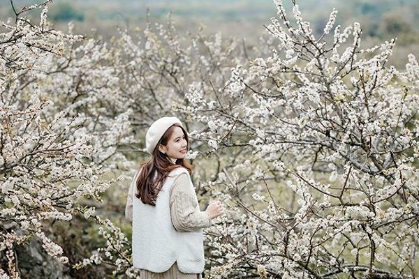Ý Nghĩa Hoa Mận Trong Văn Hóa Tây Bắc 4 Ý nghĩa của hoa mận