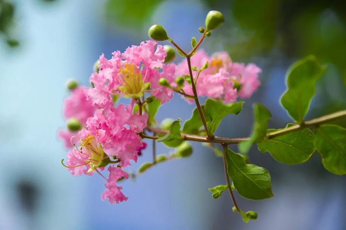 Ý Nghĩa Hoa Tường Vi: Biểu Tượng Của Tình Yêu Và Sự Kiên Cường 6 Ý nghĩa của hoa tường vi hồng