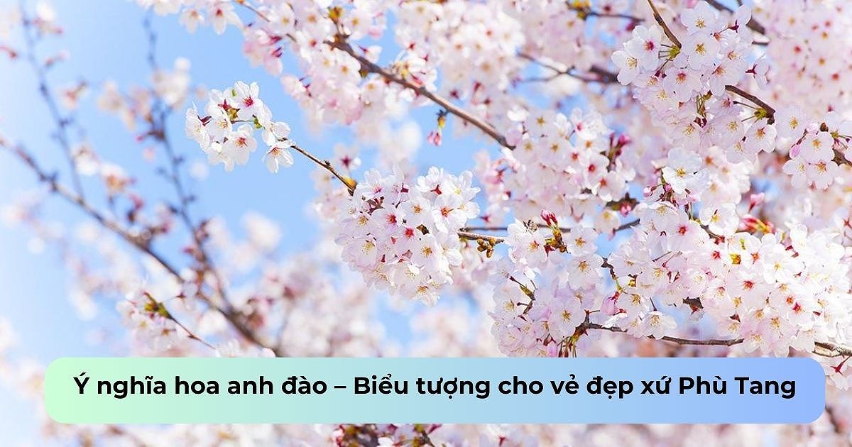 y nghia hoa anh dao kham pha ve dep tinh than xu so phu tang 109 8257