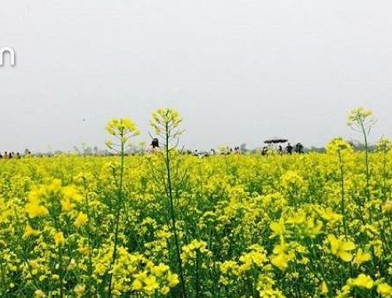 y nghia hoa cai vang kham pha ve dep tinh te va sau lang 109 2470