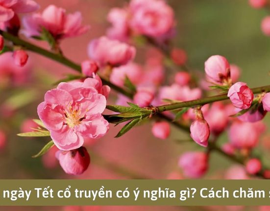 y nghia hoa dao ngay tet bieu tuong cho mua xuan va niem hy vong 109 6907
