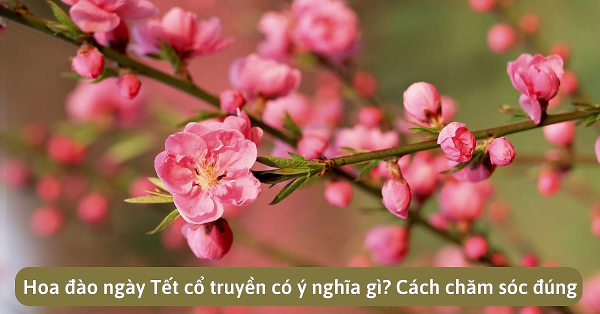 y nghia hoa dao ngay tet bieu tuong cho mua xuan va niem hy vong 109 6907
