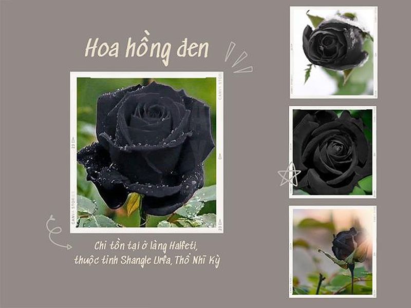 Ý nghĩa hoa hồng đen - loài hoa bí ẩn, hiếm có-1