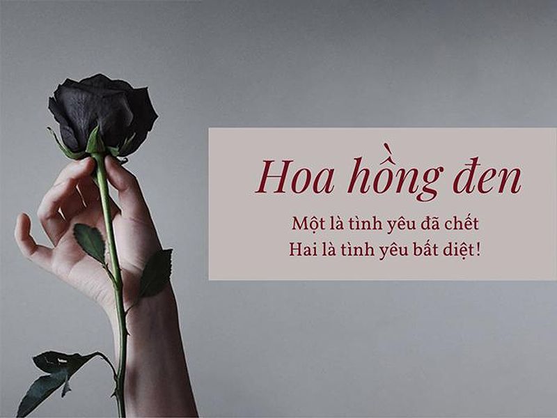 Ý nghĩa hoa hồng đen - loài hoa bí ẩn, hiếm có-3