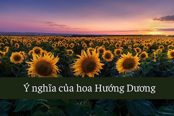 y nghia hoa huong duong bieu tuong cua niem vui hy vong va tinh yeu 109 3655