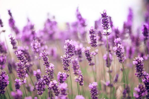 Ý nghĩa hoa lavender
