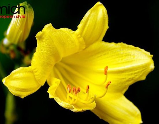 y nghia hoa loa ken bieu tuong cua tinh yeu vinh cuu va su thuan khiet 109 7794