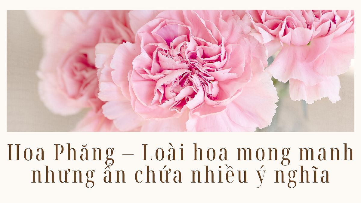 y nghia hoa phang kham pha ngon ngu hoa tinh te 109 4021
