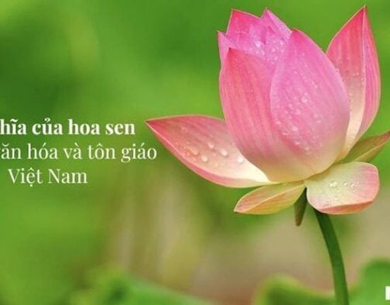 y nghia hoa sen bieu tuong tinh khoi cua van hoa viet nam 109 169