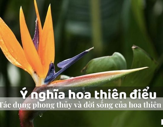 y nghia hoa thien dieu bieu tuong cua tinh yeu vinh cuu mon qua y nghia cho nhung dip dac biet 109 8097